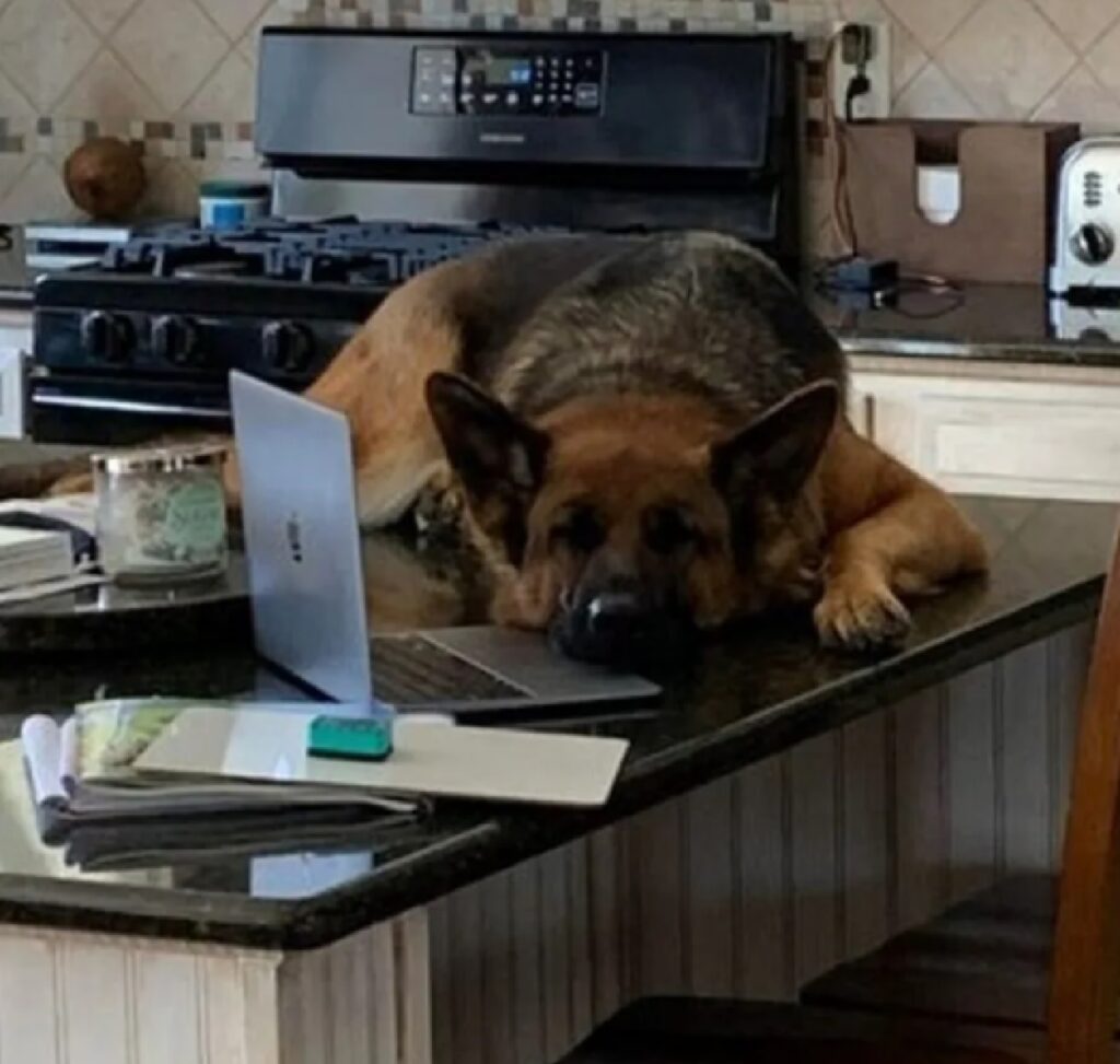 cane davanti computer proprietario