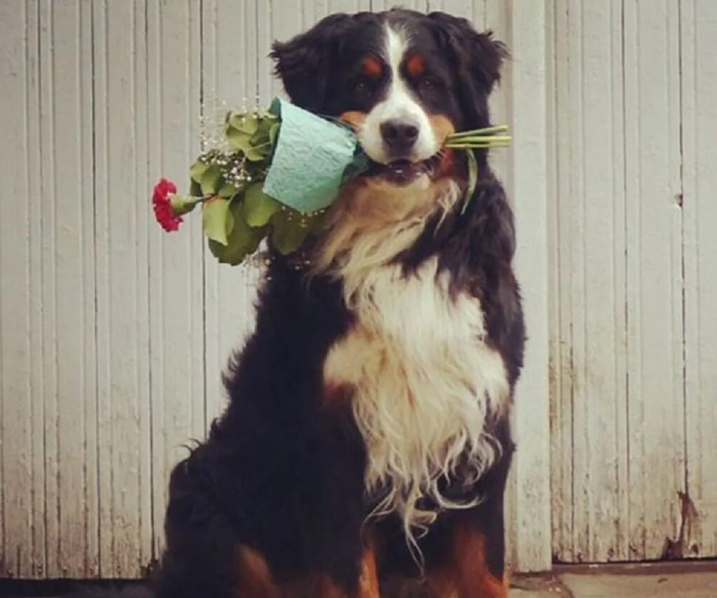 cane fiori tra i denti