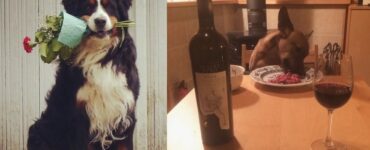 cani che sono dei veri amanti del romanticismo