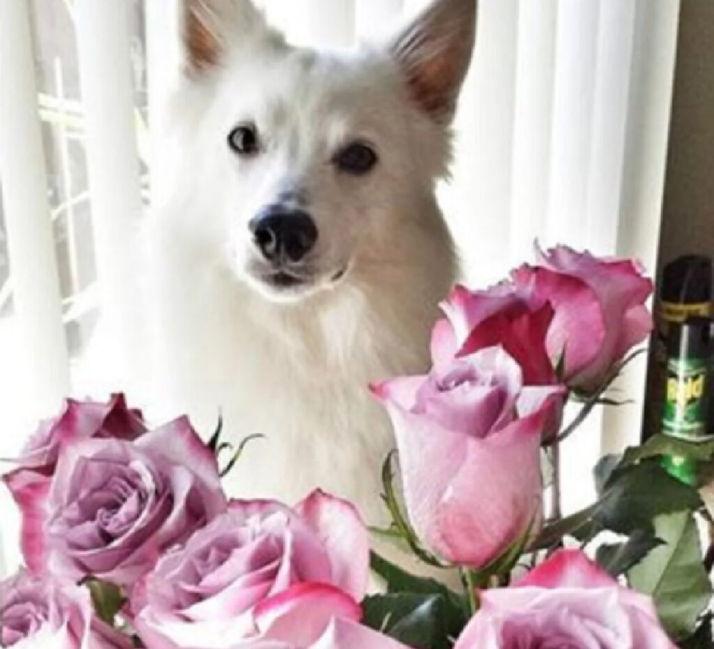 cane fiori rosa
