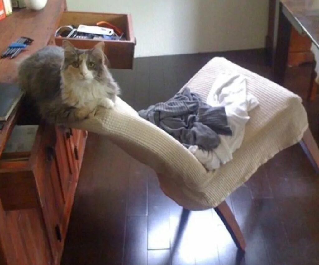 gatto seduto sopra sedia