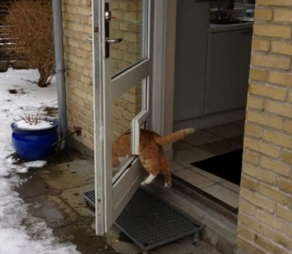 gatto passa buco porta