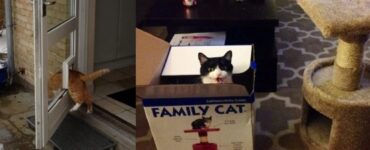 foto che ci fanno fare un viaggio nella testa felina