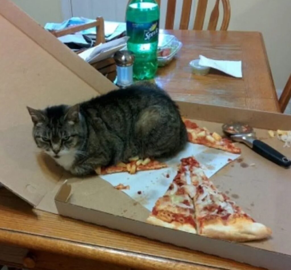 gatto sopra la pizza