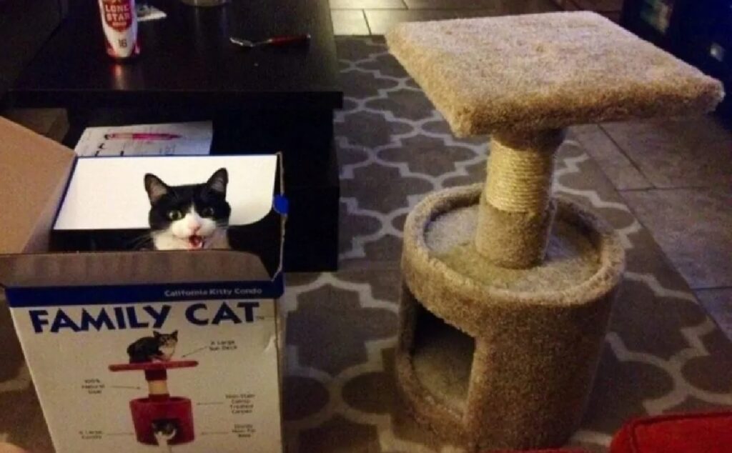 gatto preferisce scatola
