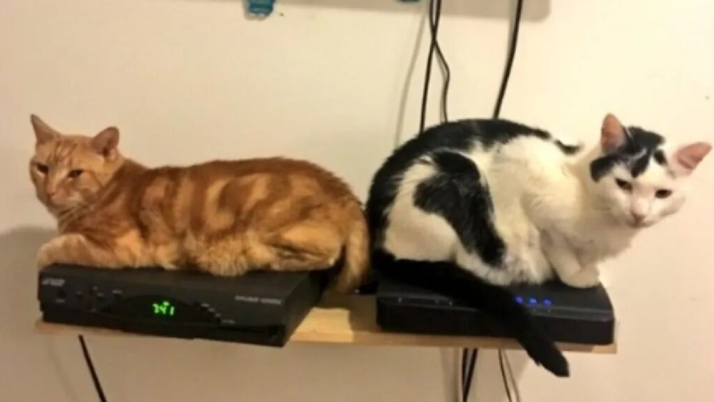 gatti sopra il modem