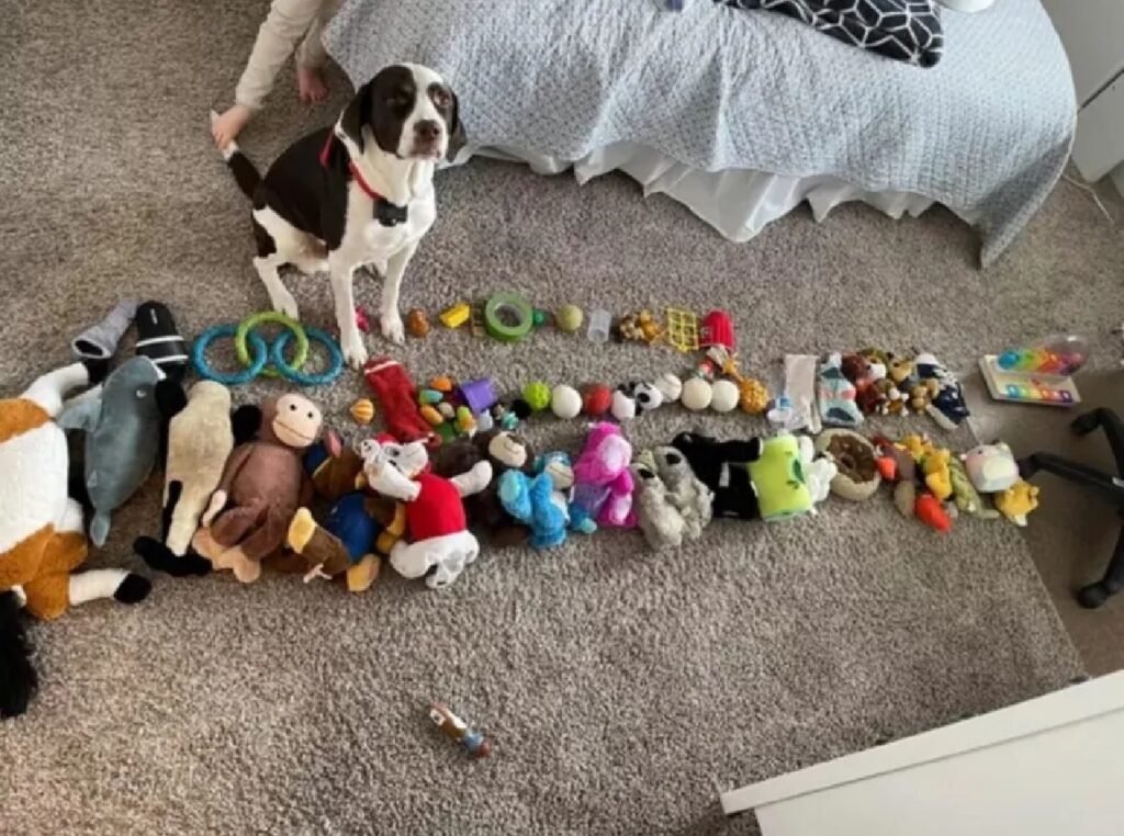 cane collezione giochi