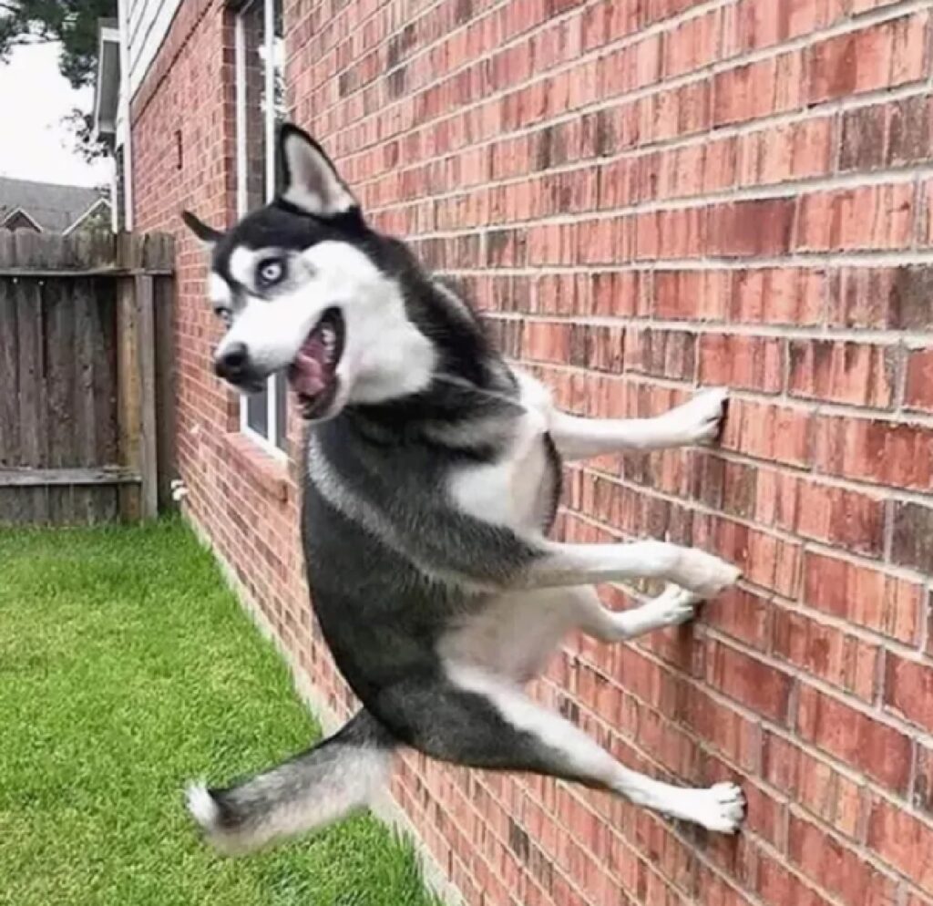 cane husky si arrampica su muri