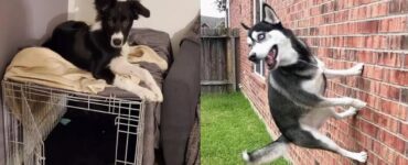 cani ai quali basta poco per divertirsi