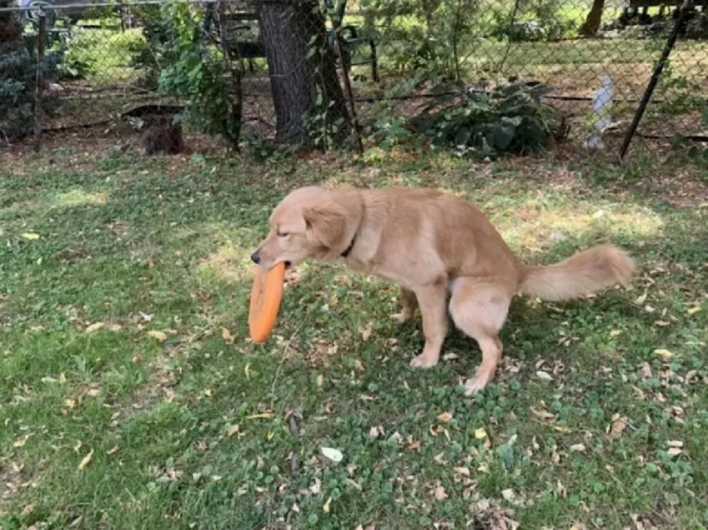 cane con frisbee momento bisogno