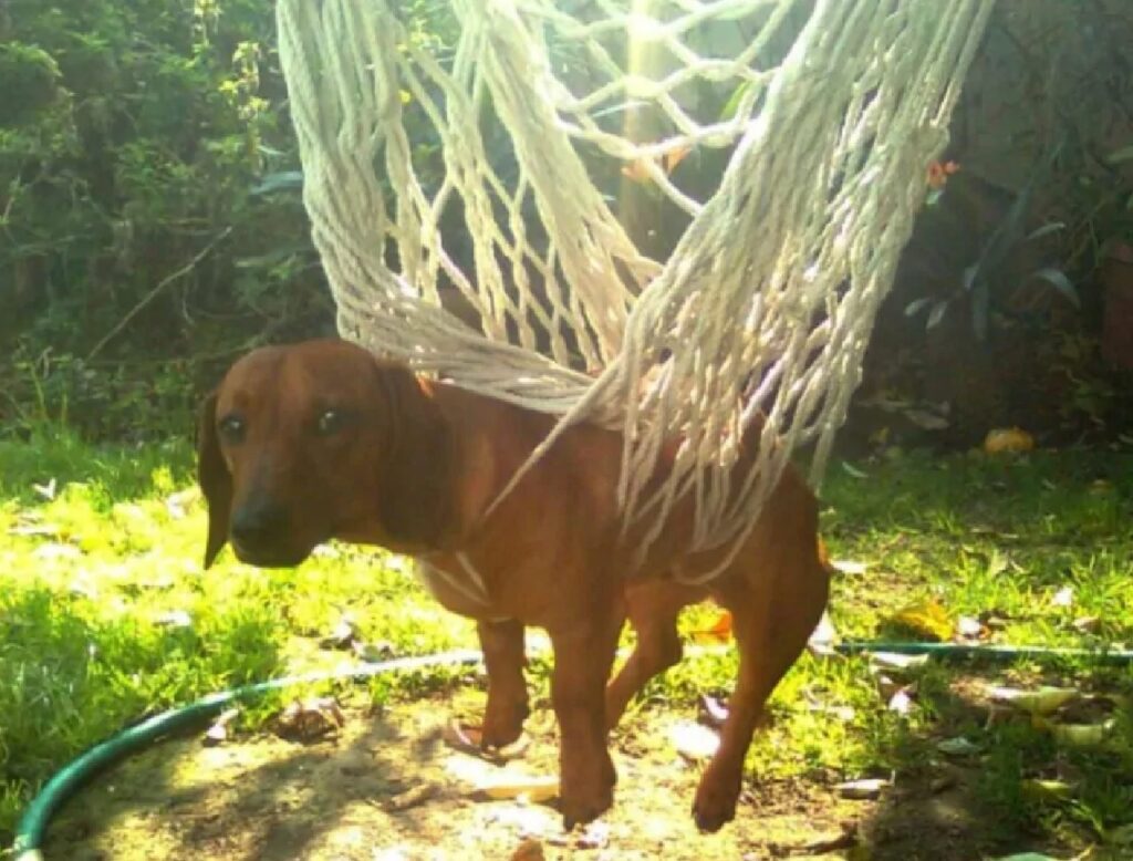 cane intrappolato rete