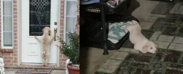 cani che di sicuro hanno vissuto giorni migliori