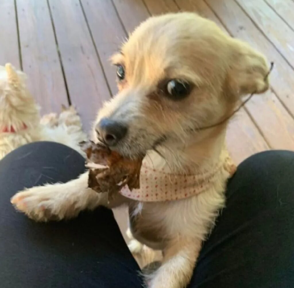 cane con foglia tra i denti