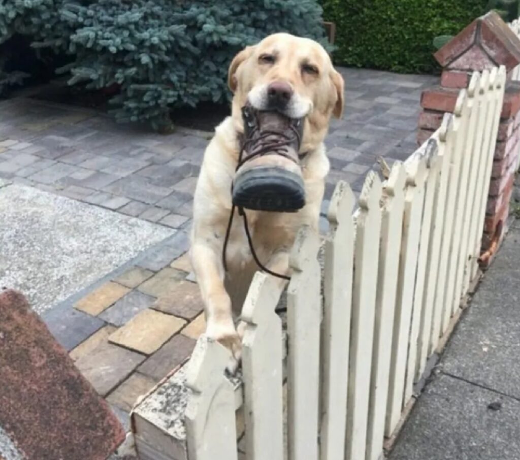 cane ha regalato uno scarponcino