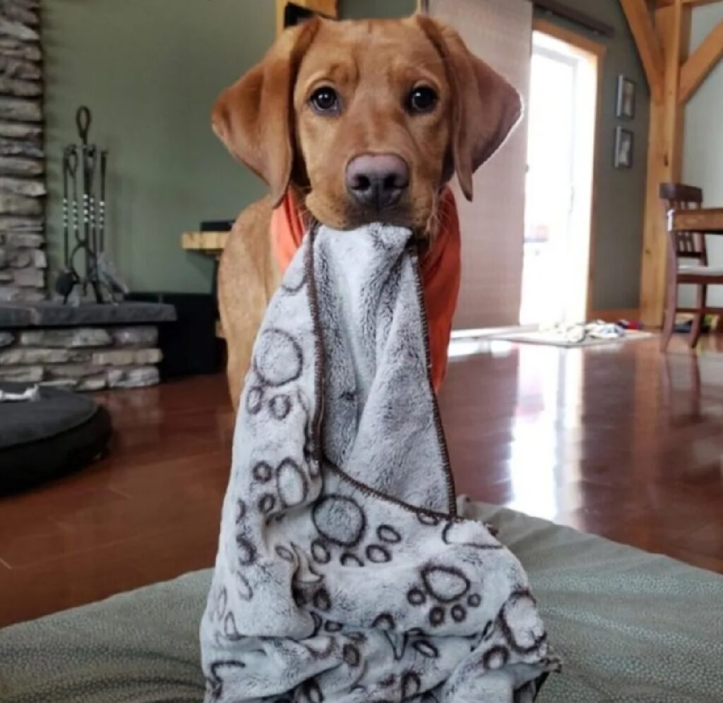 cane con coperta del gatto