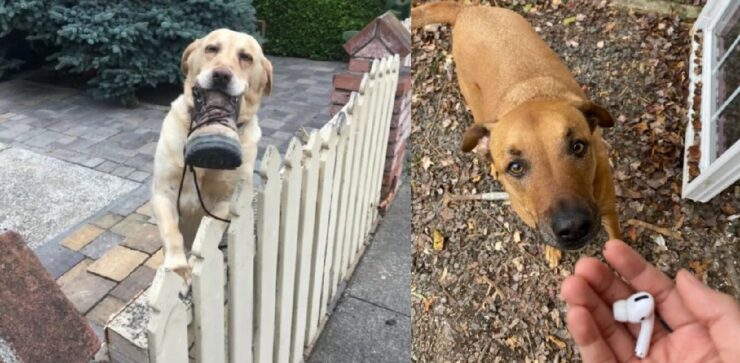 cani che hanno deciso di fare regali strani