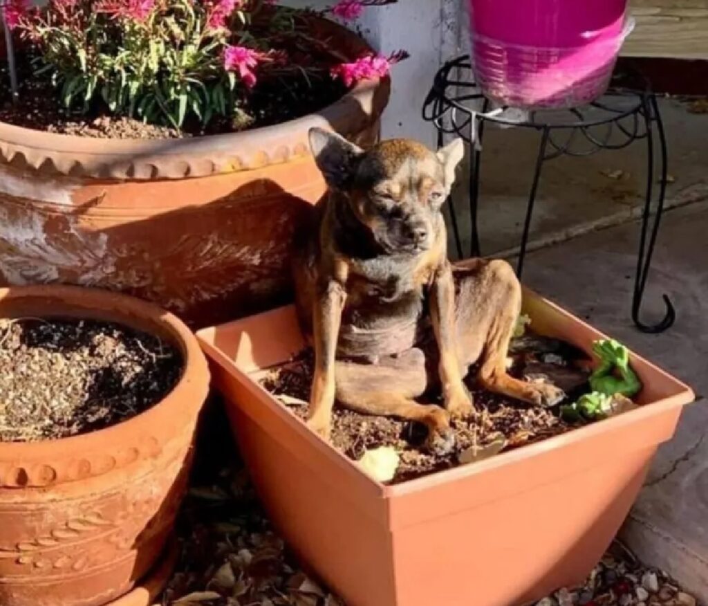 cane seduto sul vaso