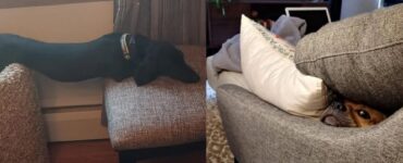 cani che hanno impiegato poco tempo a conoscere casa