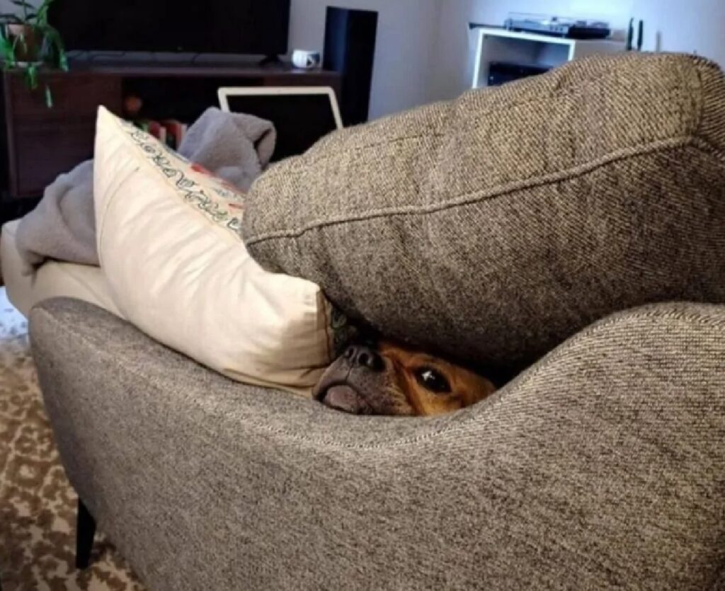 cane nascosto tra i cuscini