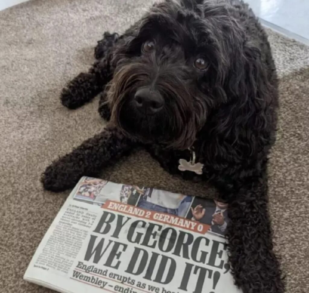 cane con giornale sotto gli occhi