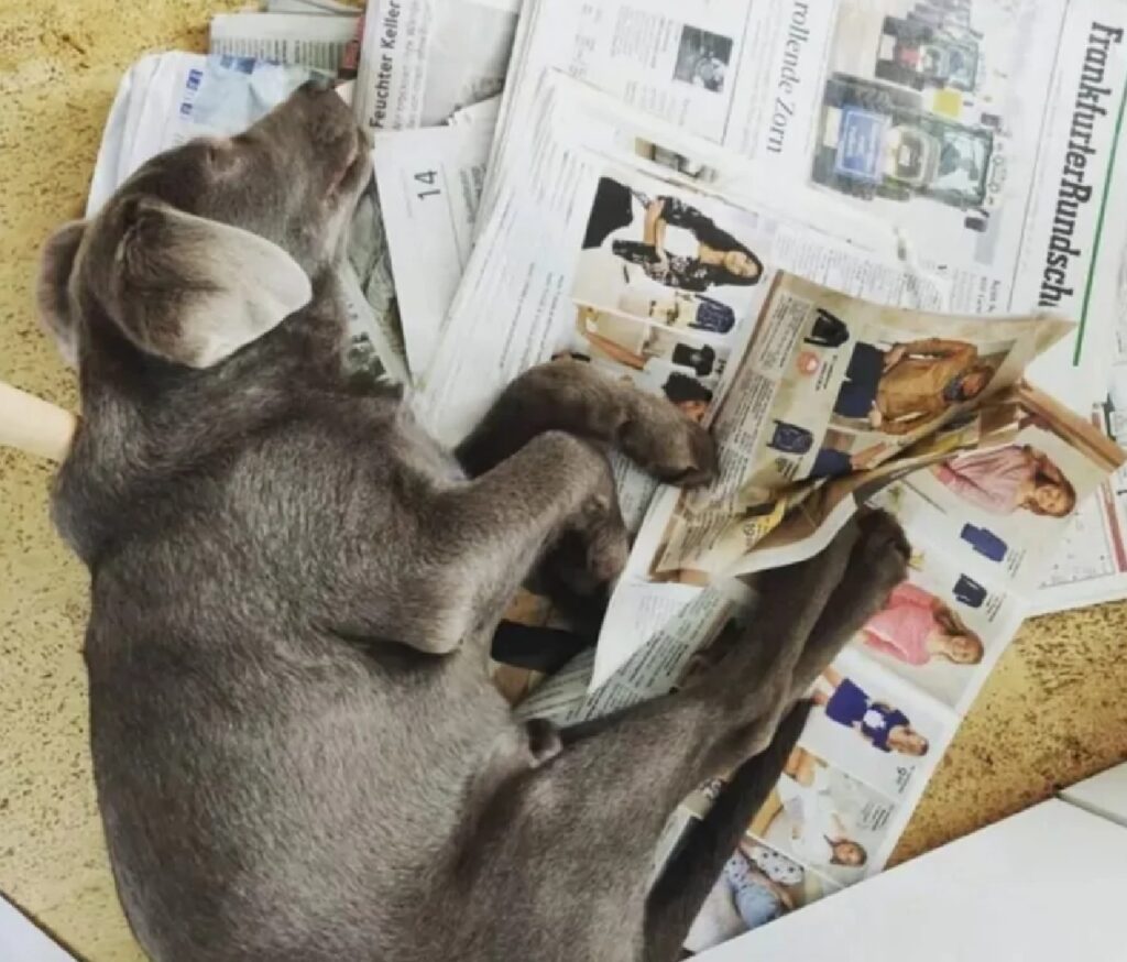 cane giornali a terra