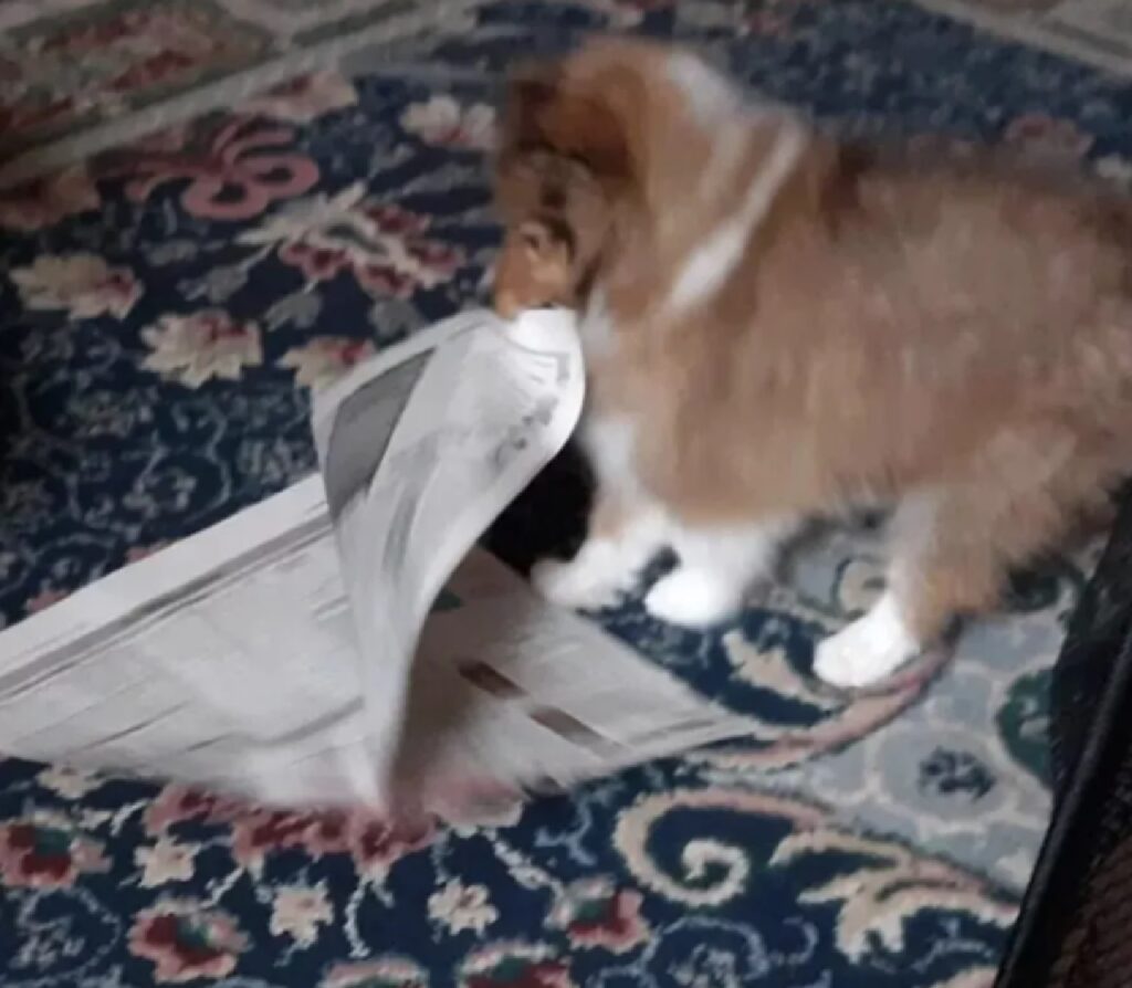 cane strappa il giornale