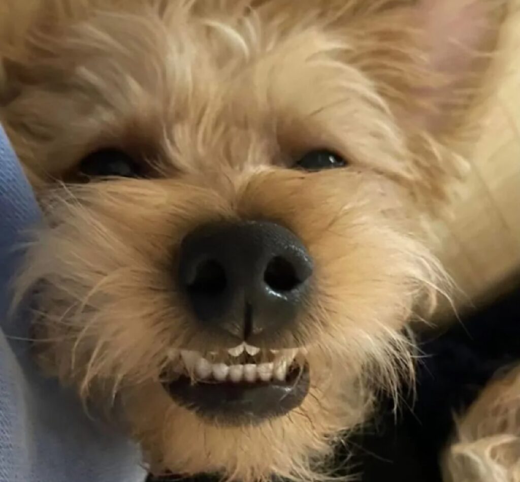 cagnolino sorride in modo strano