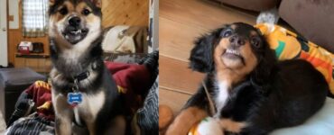 cani che sono dotati di un'attrattiva non indifferente