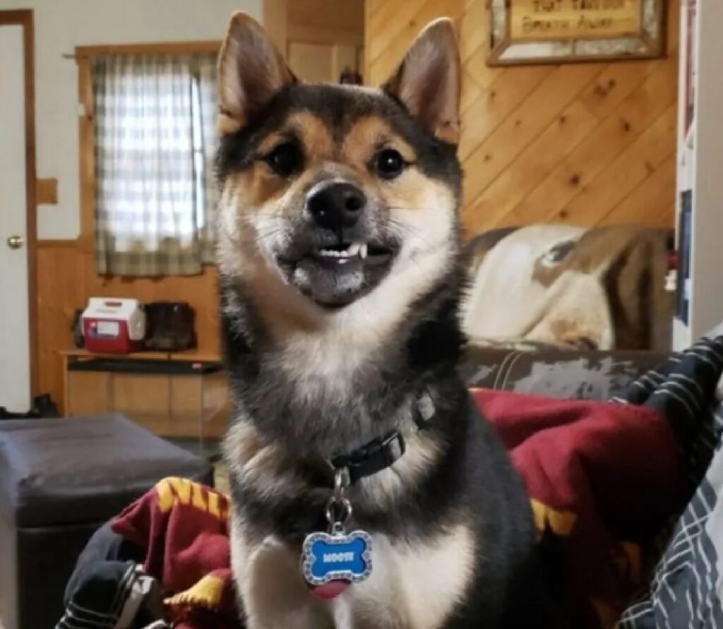 cane sorriso a metà