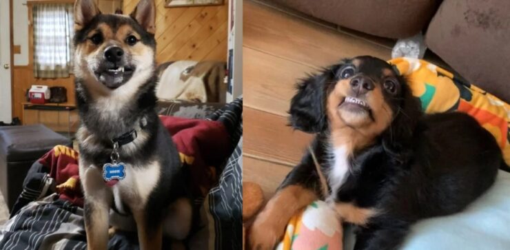 cani che sono dotati di un'attrattiva non indifferente