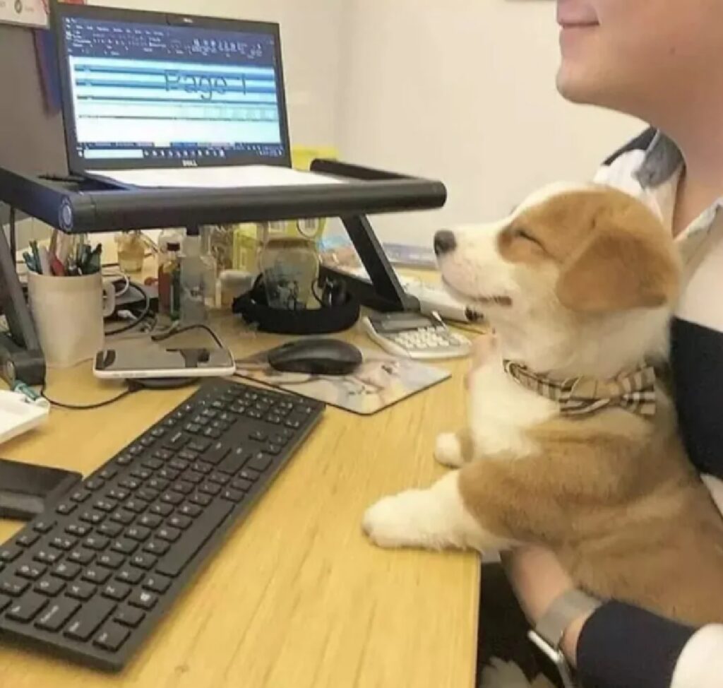 cane messo a lavoro