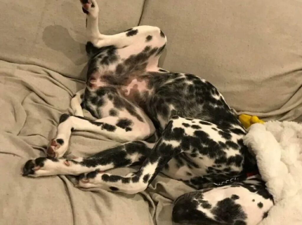 cane dalmata pelo maculato