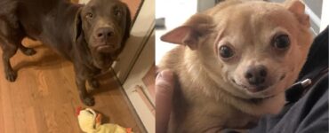 cani che ricevono qualcosa