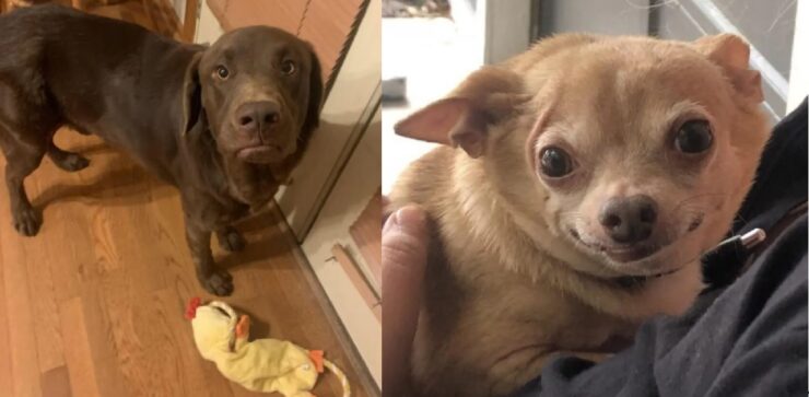 cani che ricevono qualcosa