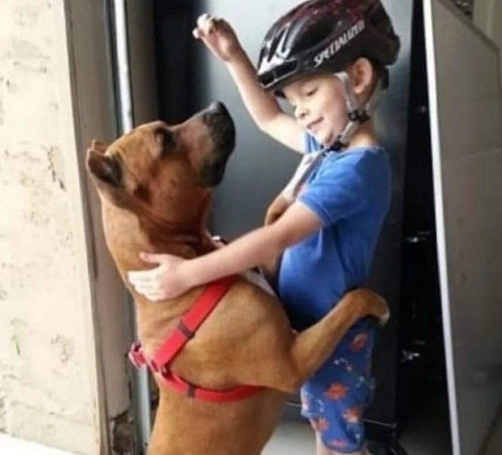 cane e bambino giocano