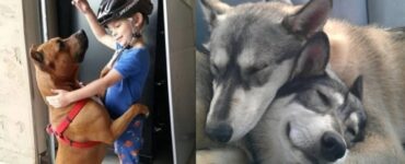 cani che vi regaleranno momenti di gioia