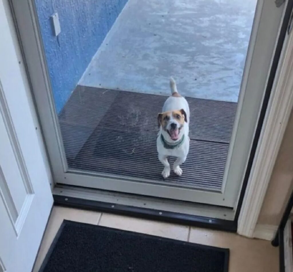 cagnolino vicino mi saluta al mattino