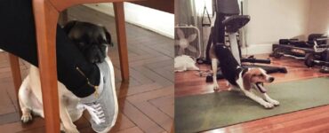 cani con abitudini veramente buffe