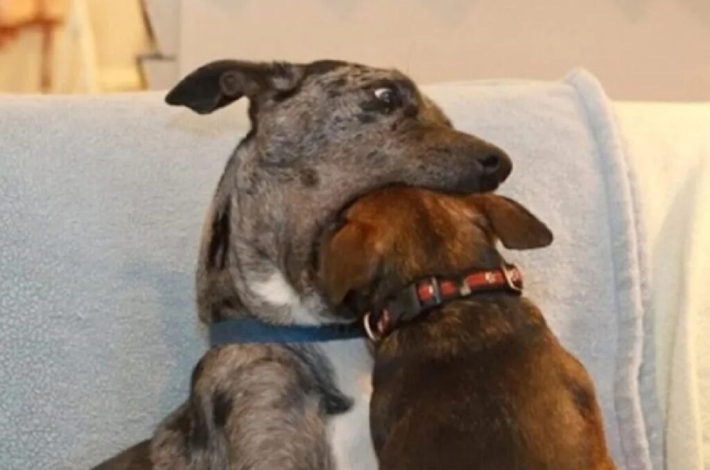 cane grande bacio