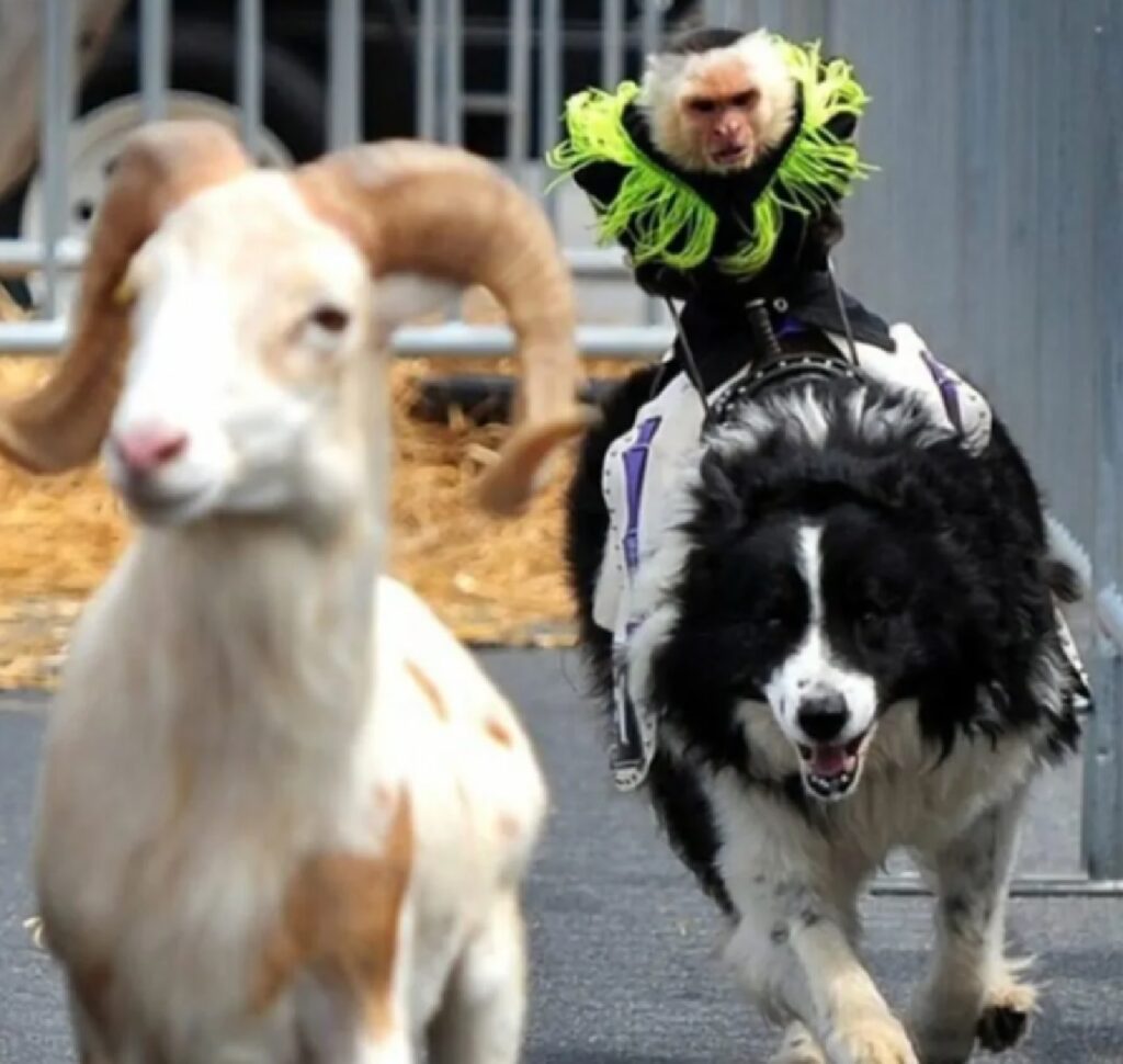 cane corsa con fante