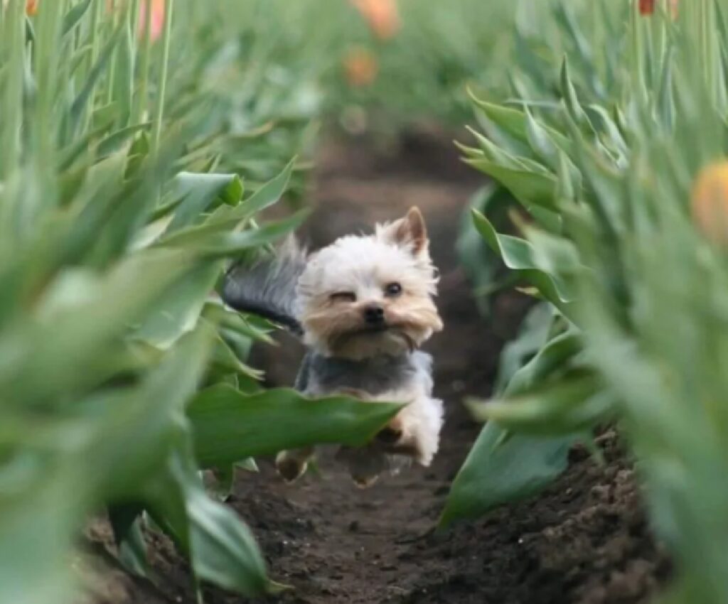 cane corre tra le piante