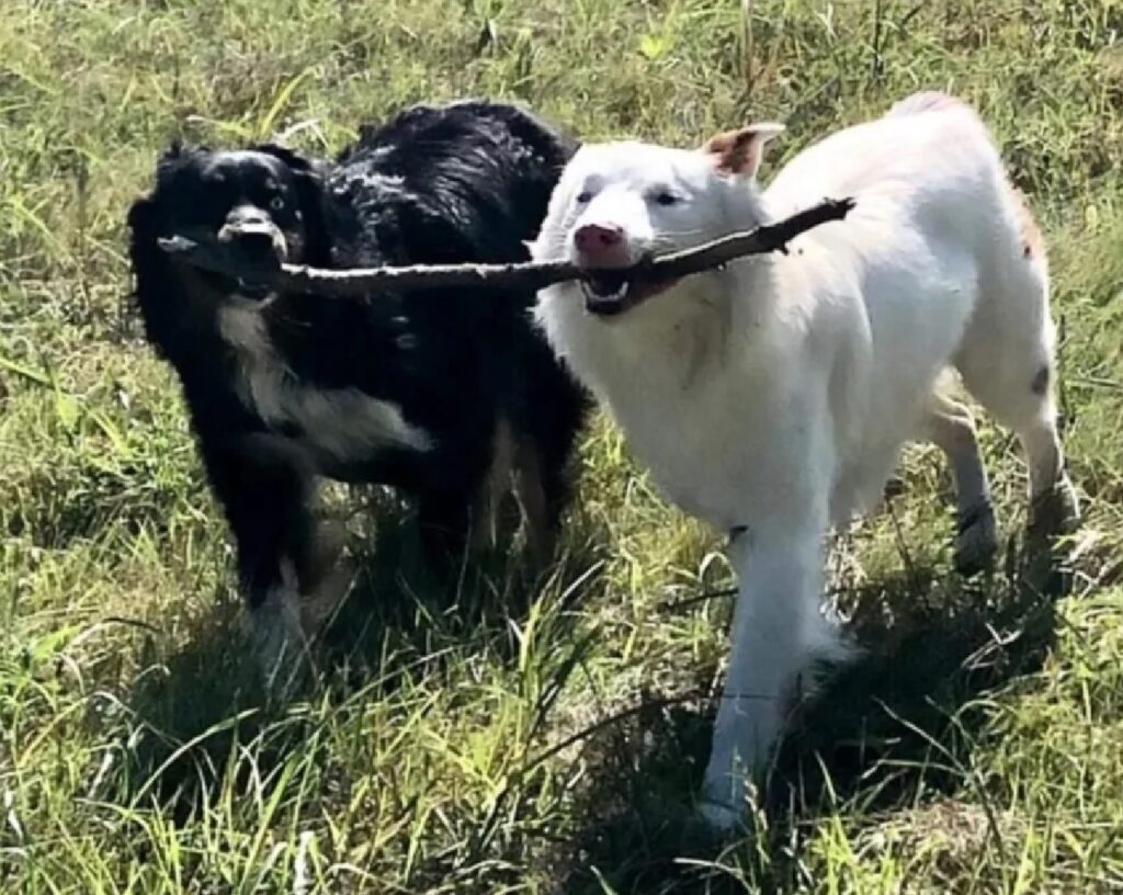 cani portano insieme il bastone