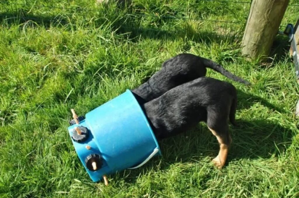 cani giocano con secchio blu