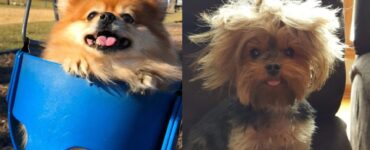 cani troppo simpatici per essere veri