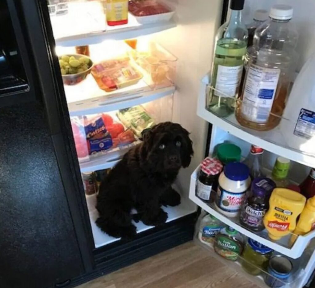cane in frigo fresco