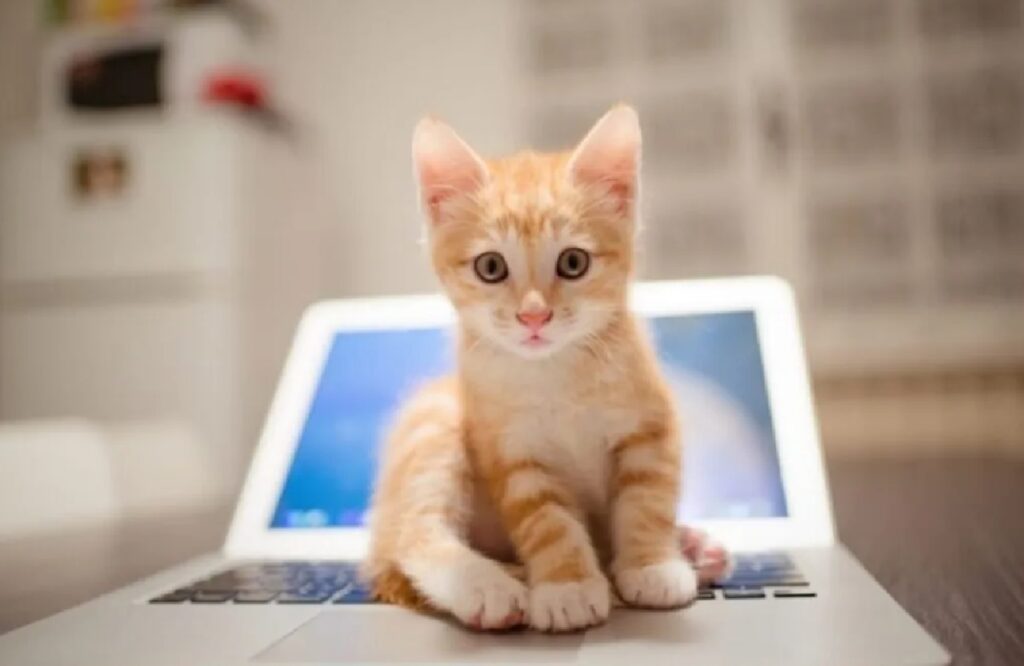 gattino rosso spalle al portatile