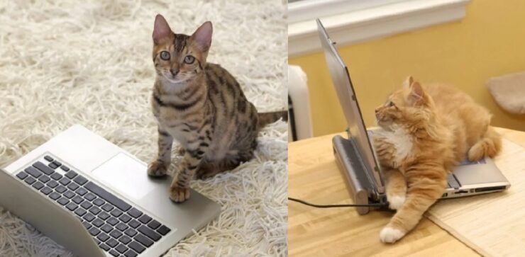 gatti ai quali nessuno ha spiegato funzione portatile