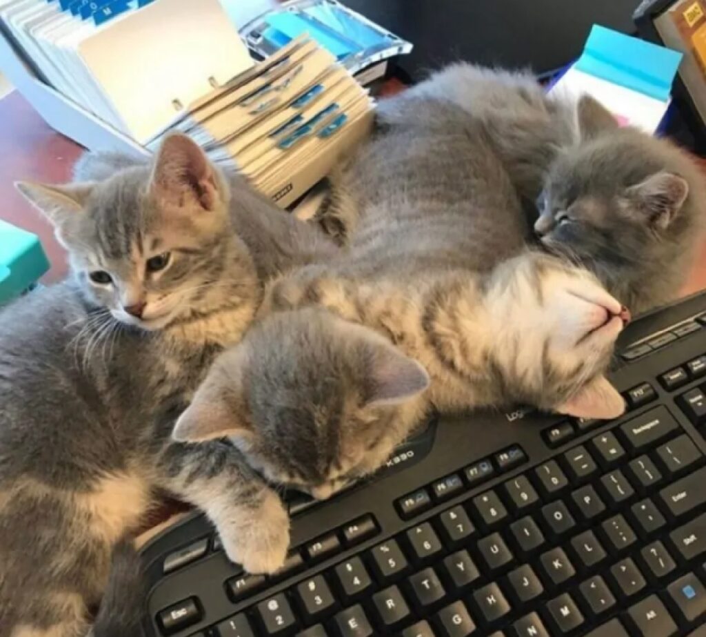 gatti aiutanti informatici