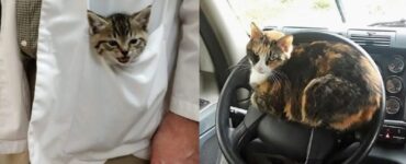 gatti che lavorano tutto il tempo
