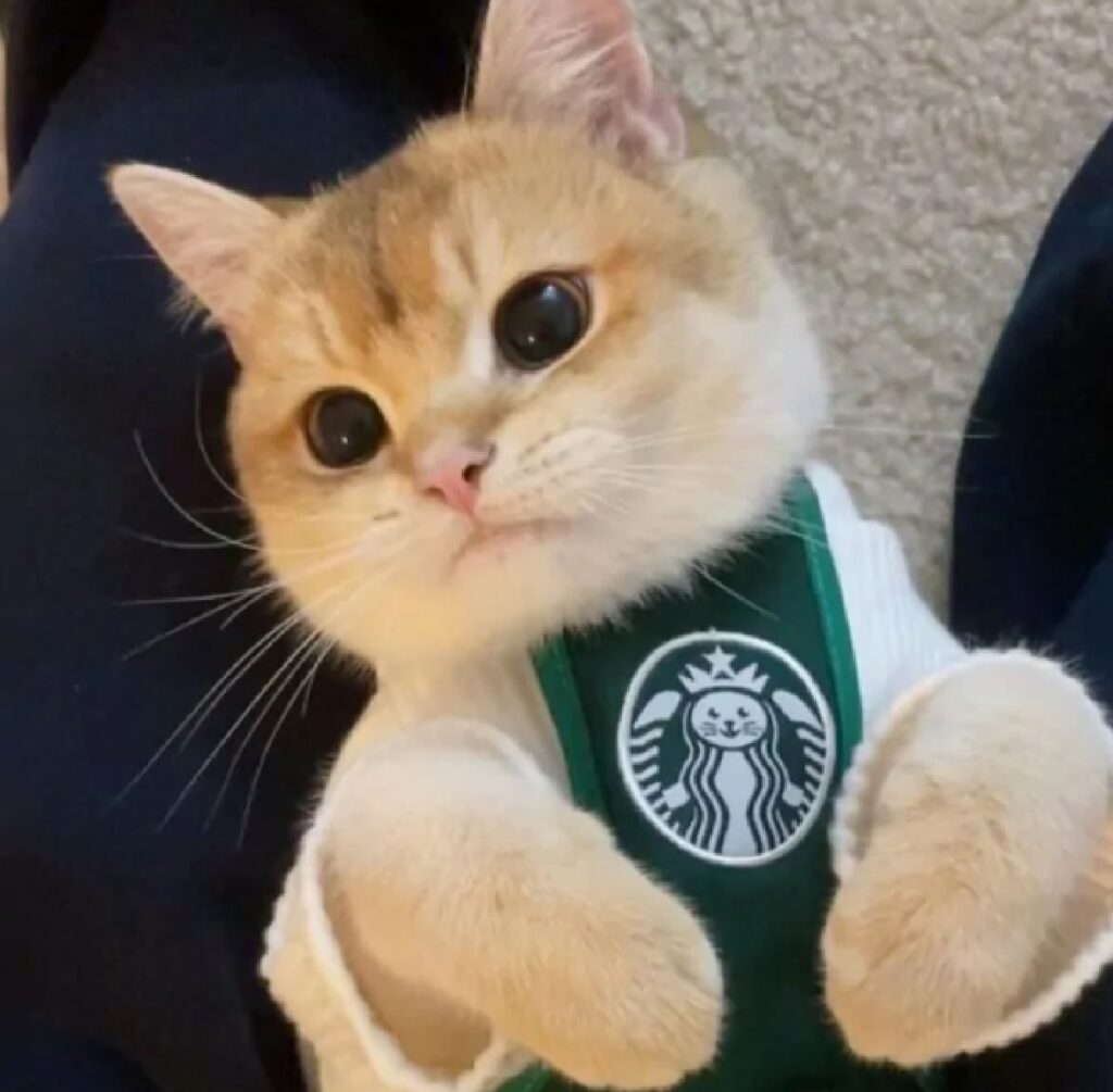 gatto lavora da starbucks